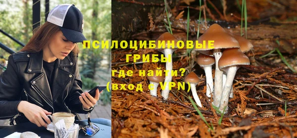 прущие грибы Гвардейск